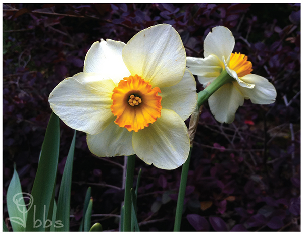 Daffodil Photography